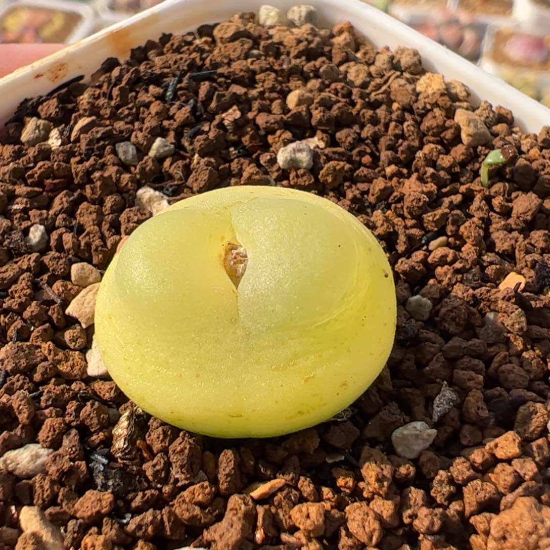 745多肉植物百科