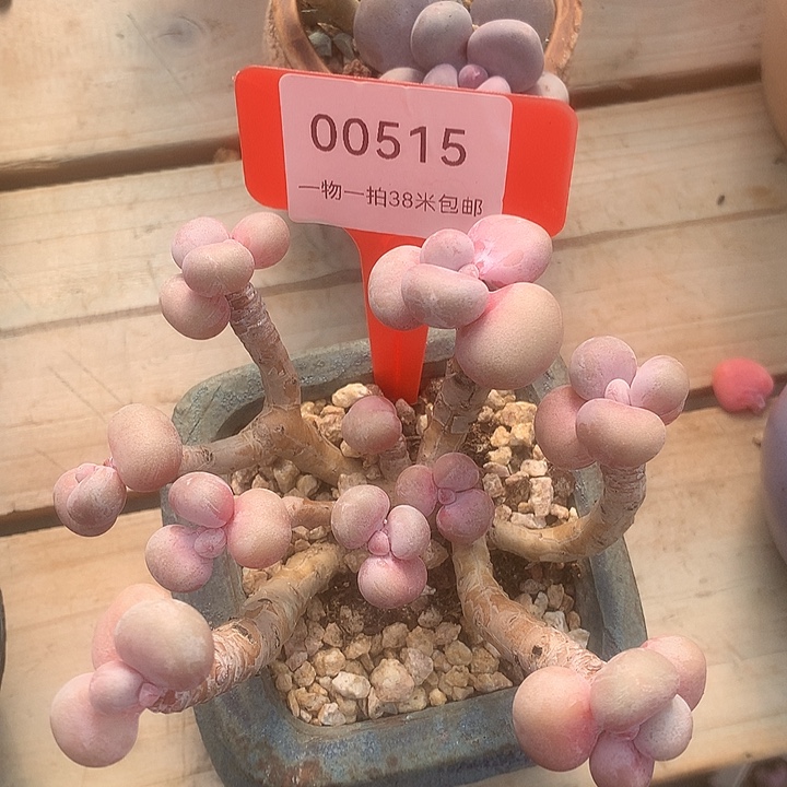 00515，阿璐璐嗯哦可怜