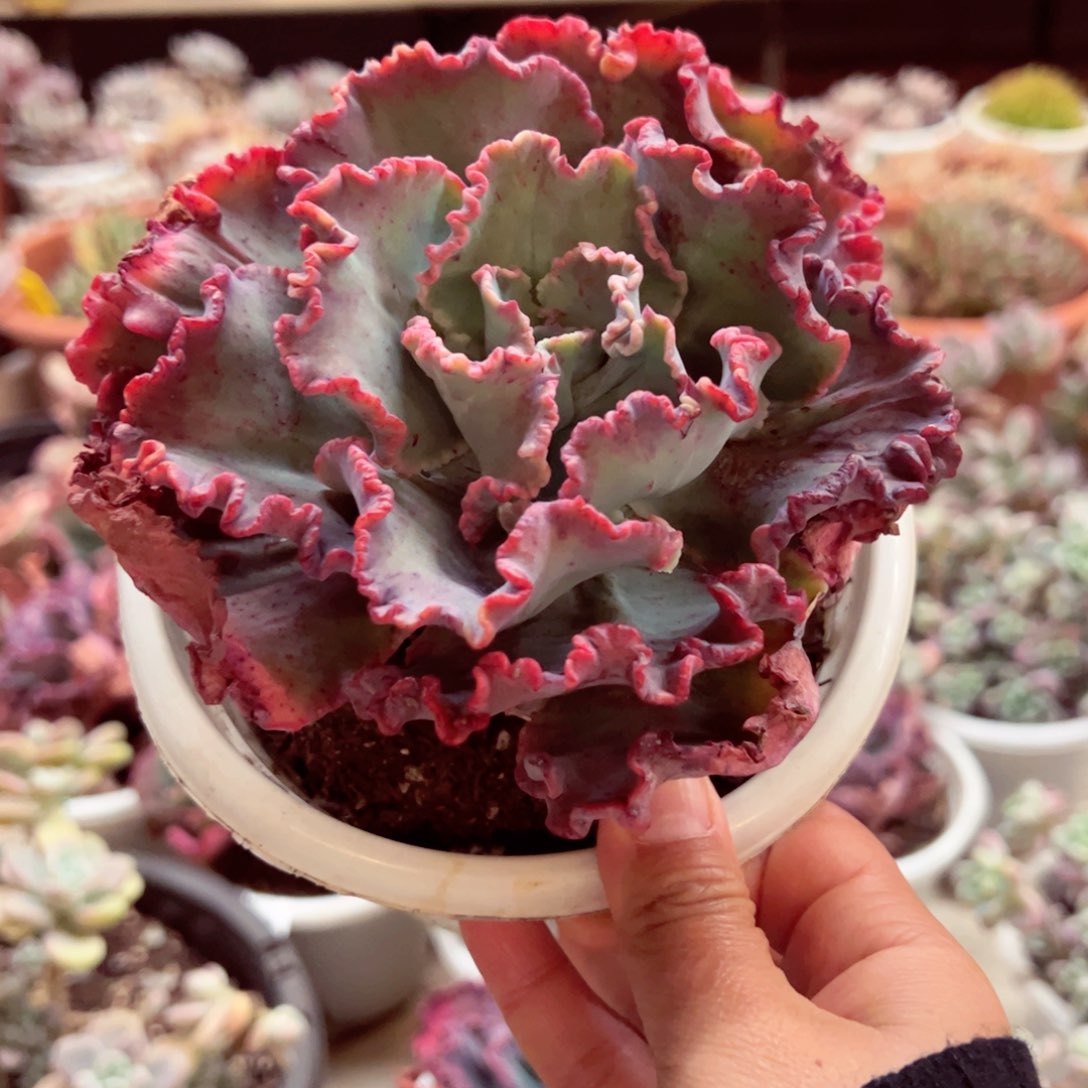 舞会红裙石化大单头