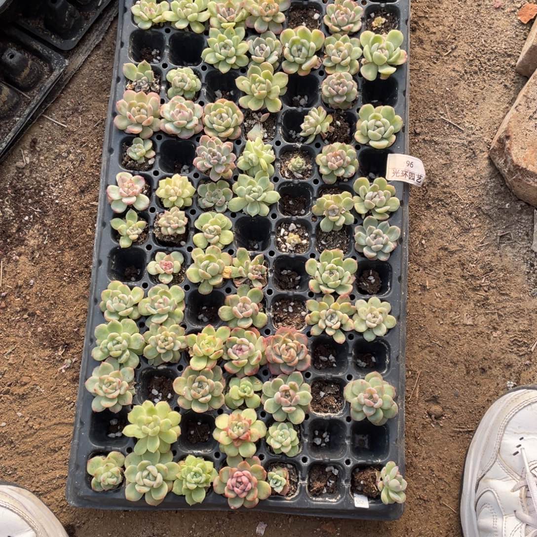 96号一筐清货珍妮包邮不包保温