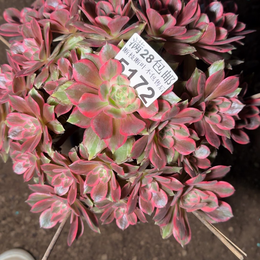 5172浣纱多肉植物