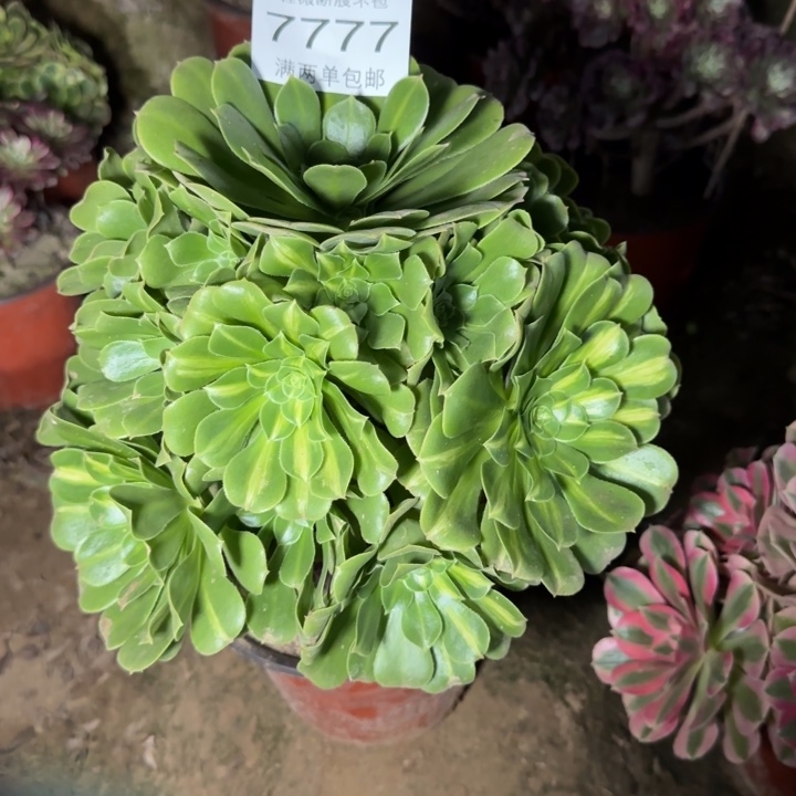 777翡翠琉璃多肉植物