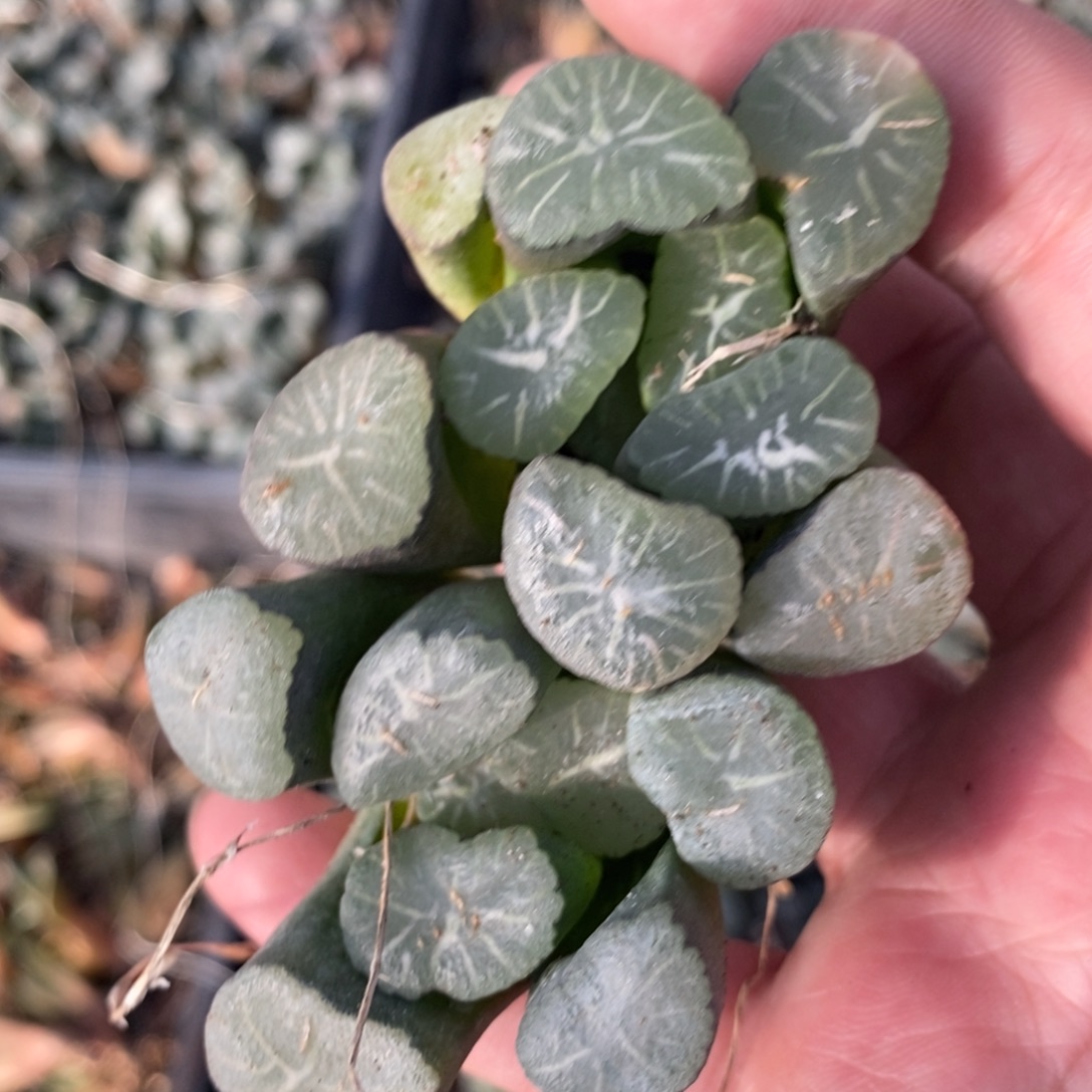 3020。十二卷实生大万象一颗 周末整点福利