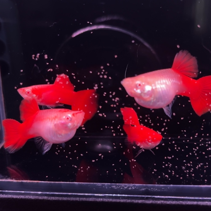 孔雀鱼血红种鱼2对