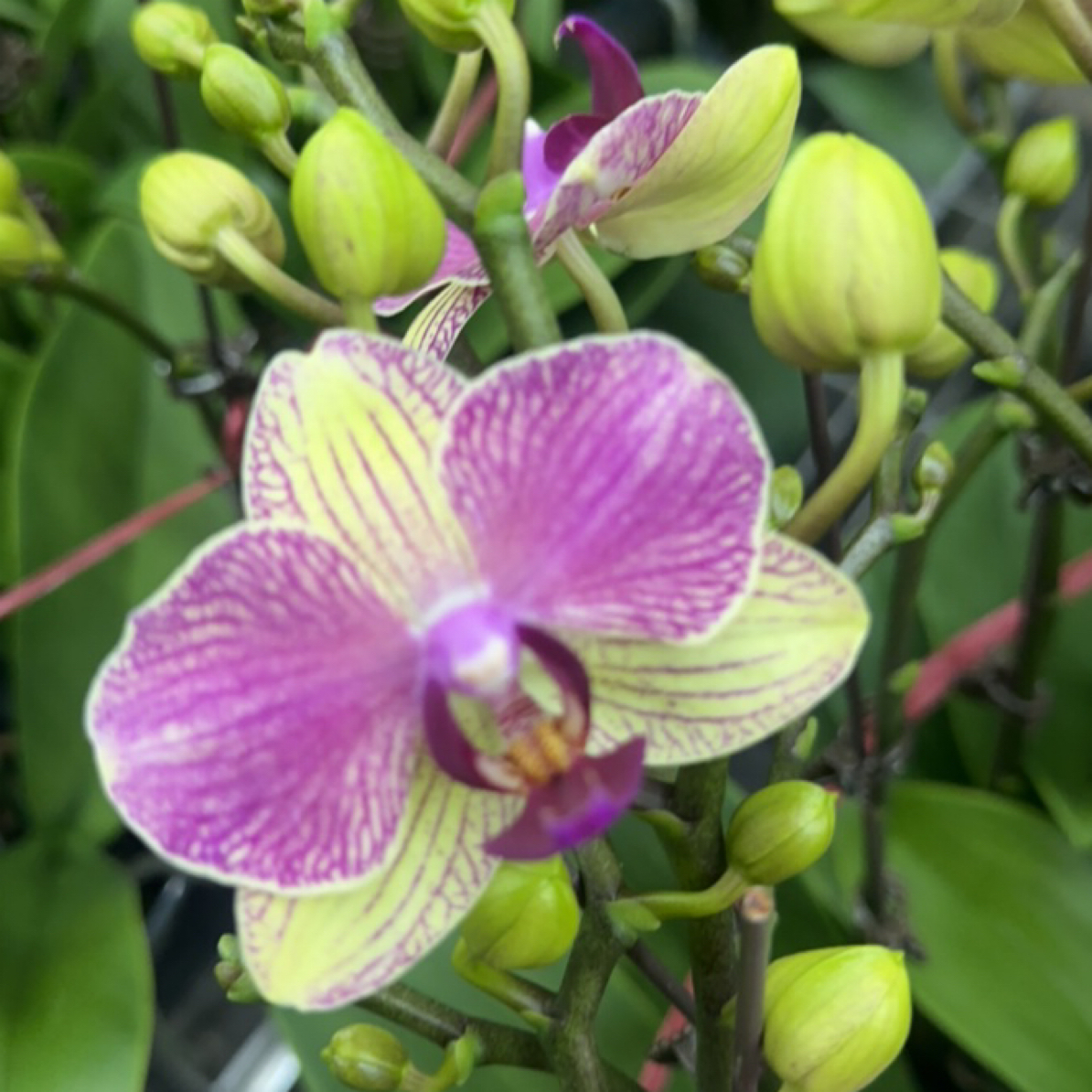 渟叙【双色鸟】3.0寸带花带花苞发货花卉阳台植物无售后