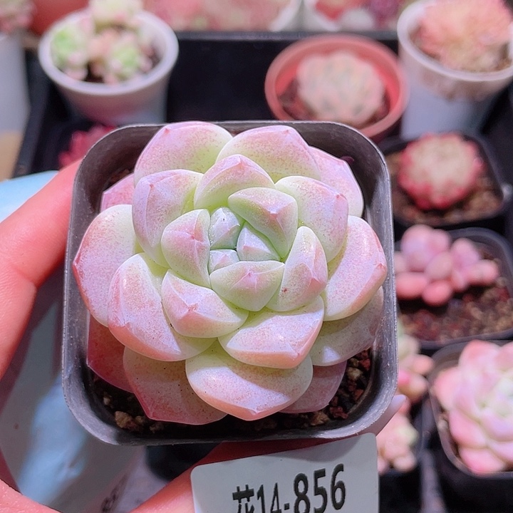 花利美14-856冰玉