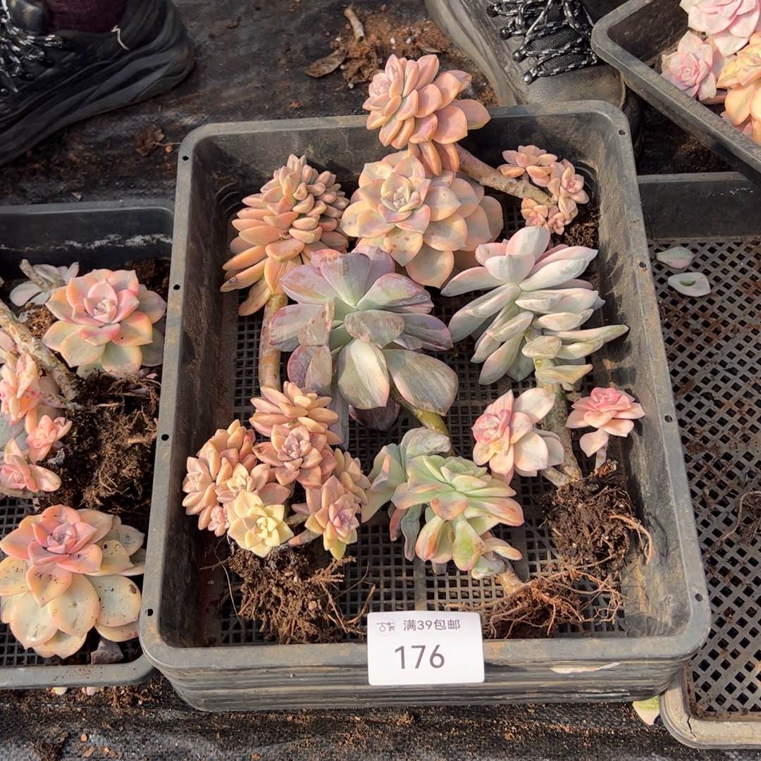 176紫乐锦老桩多肉