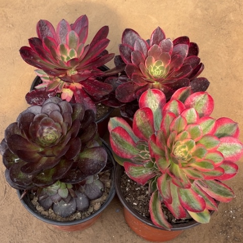 110多肉植物组合