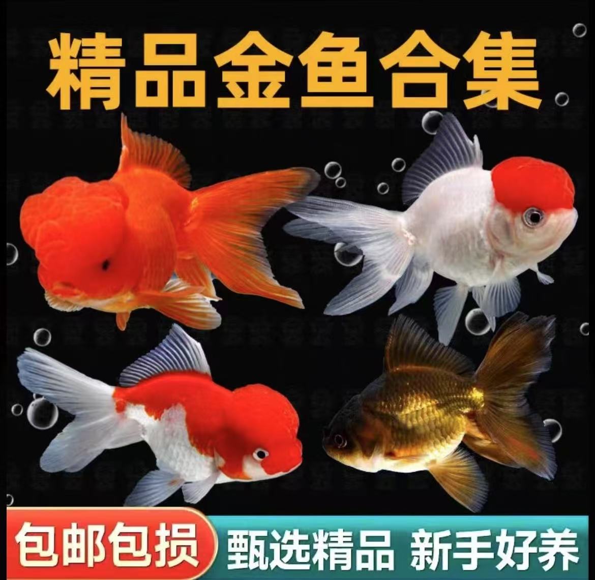 精品将军泰狮花狮闪鳞活体