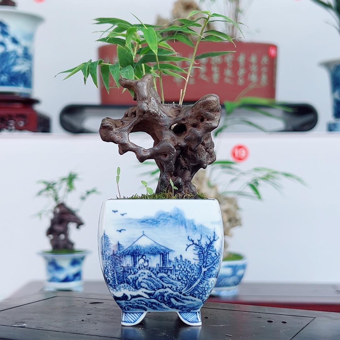 蘭***酱无花朵盆景，凤尾竹，太湖石