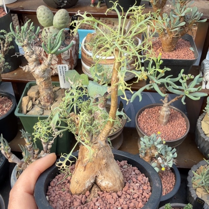 羽叶厚墩菊（满28包邮）