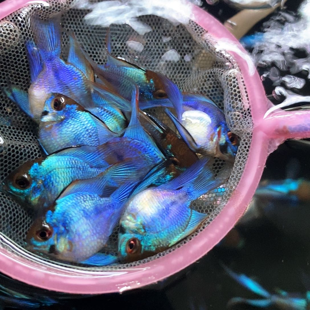 短鲷鱼蓝波子亚成五公五母