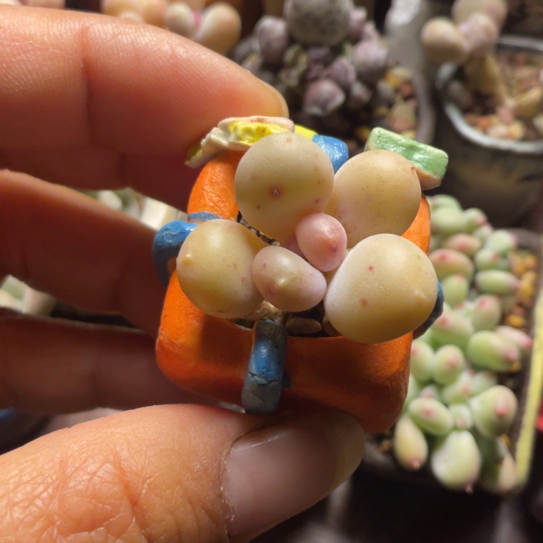 韩国精品蛋黄奶一个