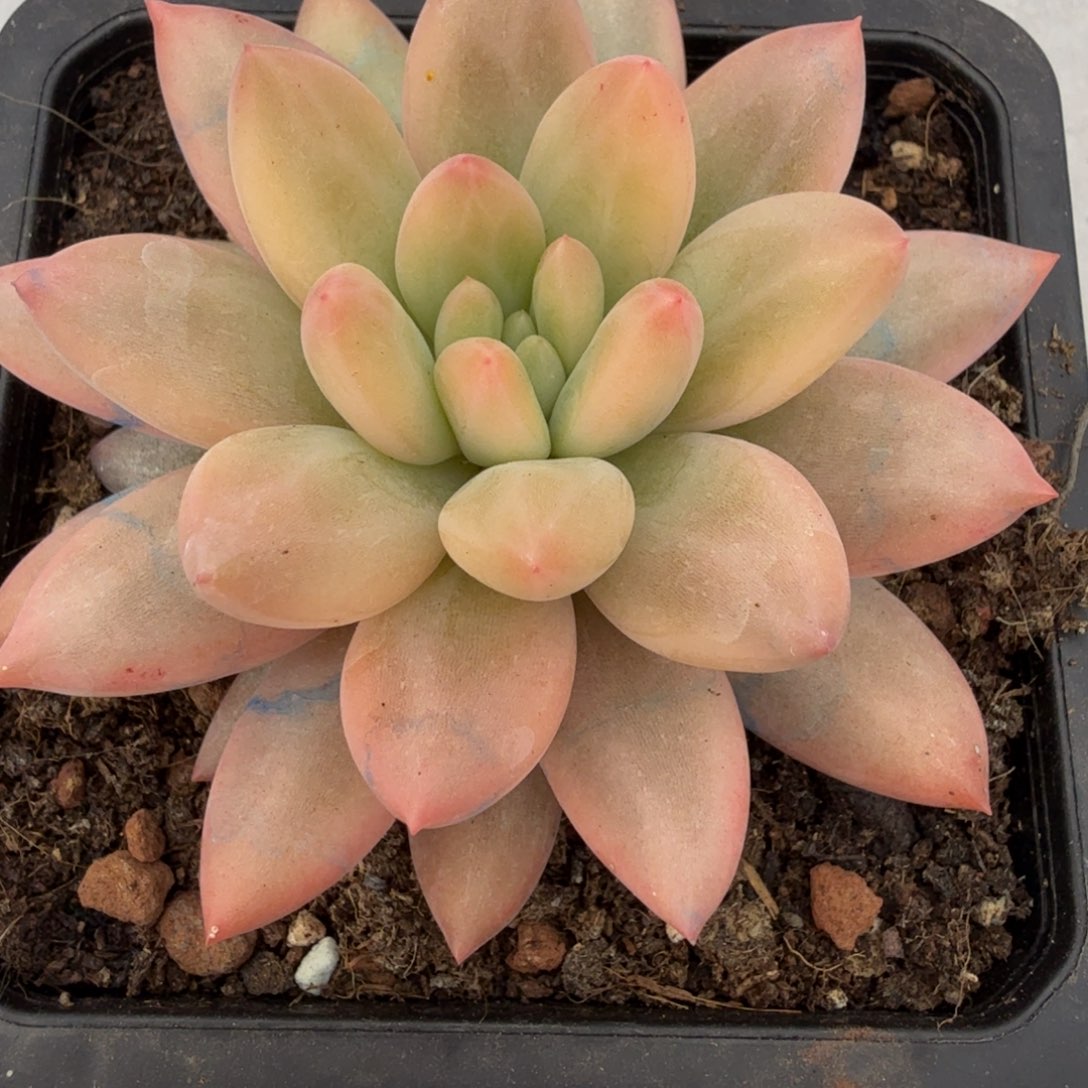 红蜻蜓 安吉园艺锦锦