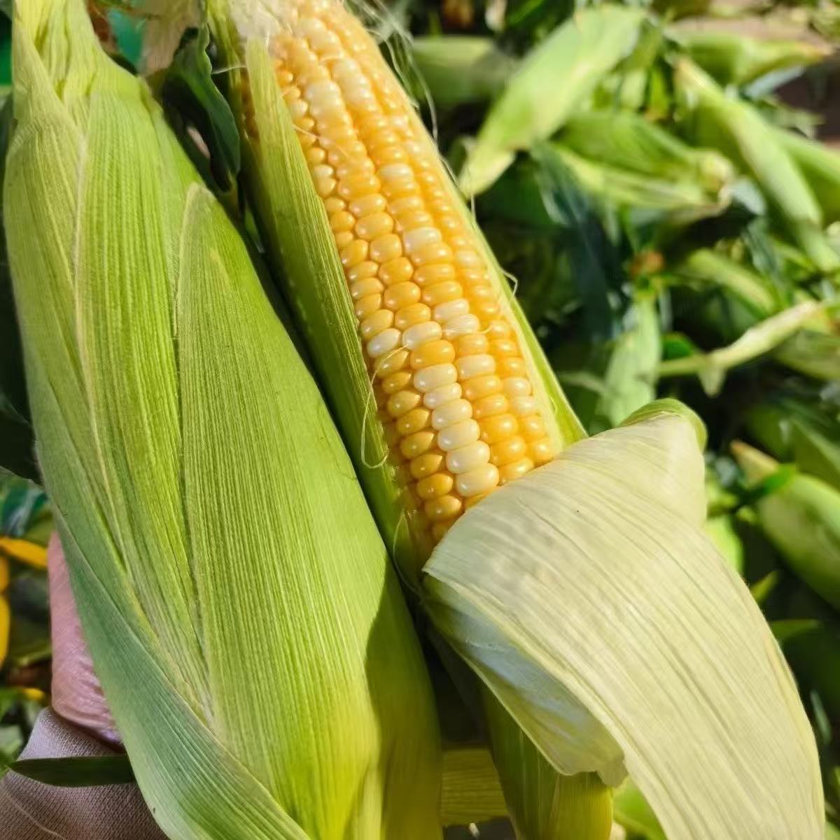 金银双色水果玉米现摘玉米甜玉米可生食水果玉米