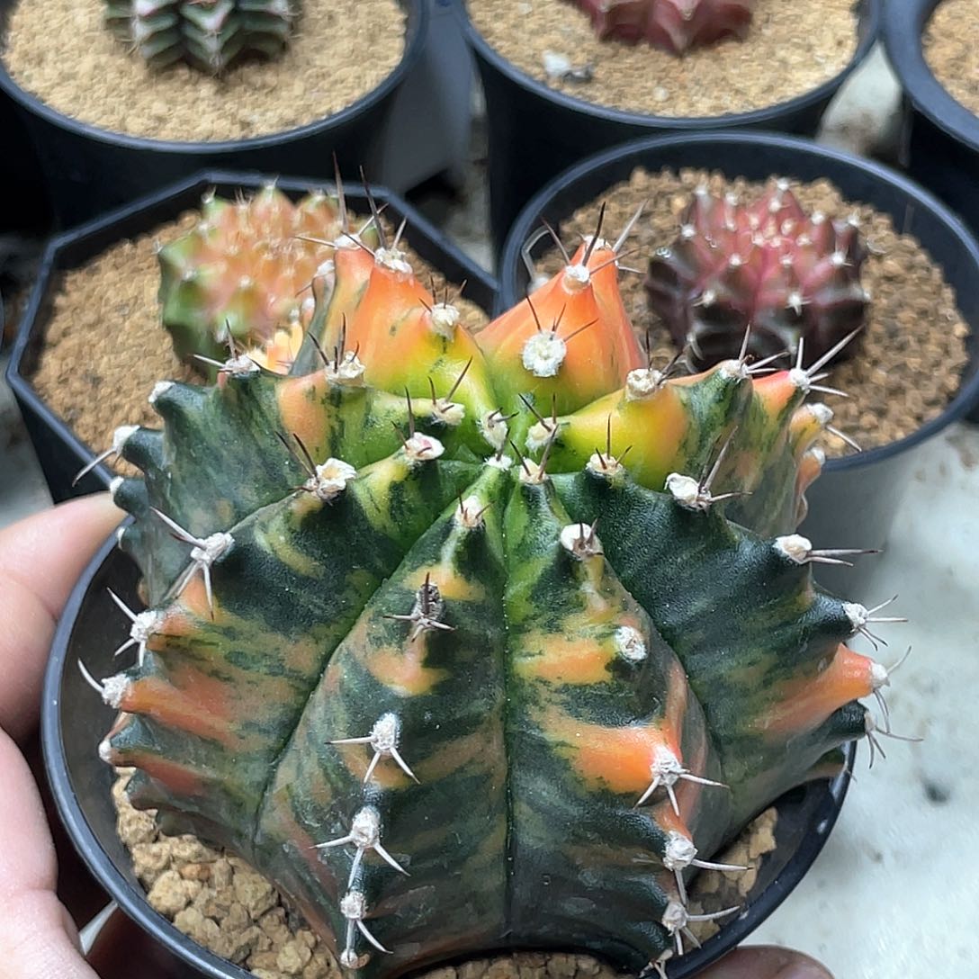 无花朵泰系实生根，虎斑米哈