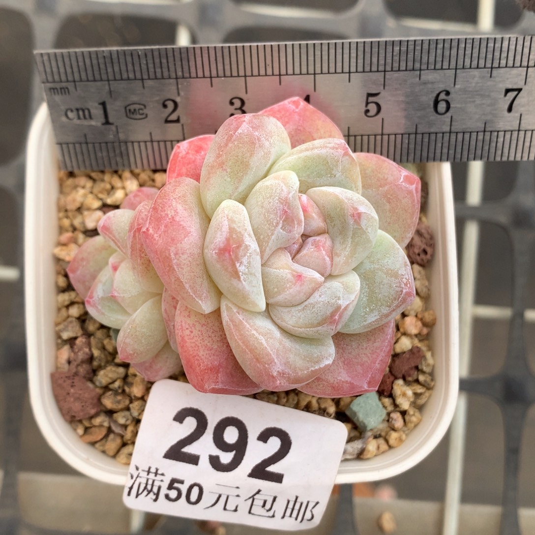 292。老桩双头白底粉紫心带石化冰玉。