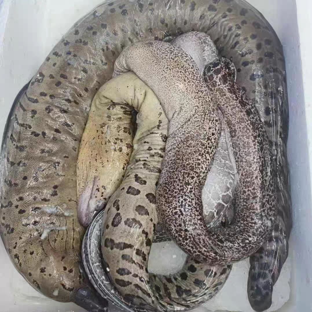 野生油锥花鳗野生海鳗鱼（现场调价现拍，顺丰发货）