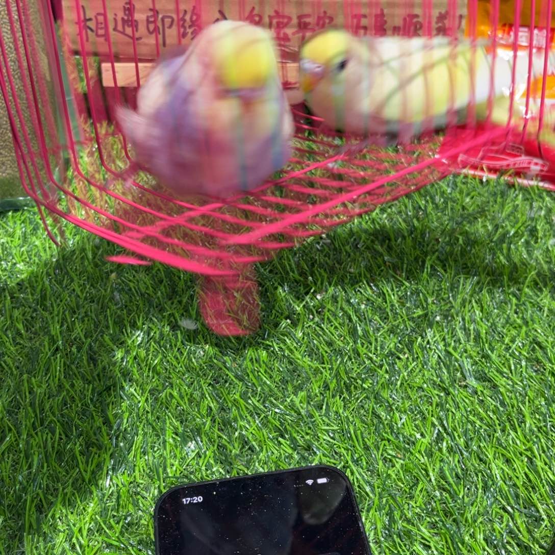 虎皮鹦鹉金彩虎皮鹦鹉一对，一物一拍不退换竞拍。