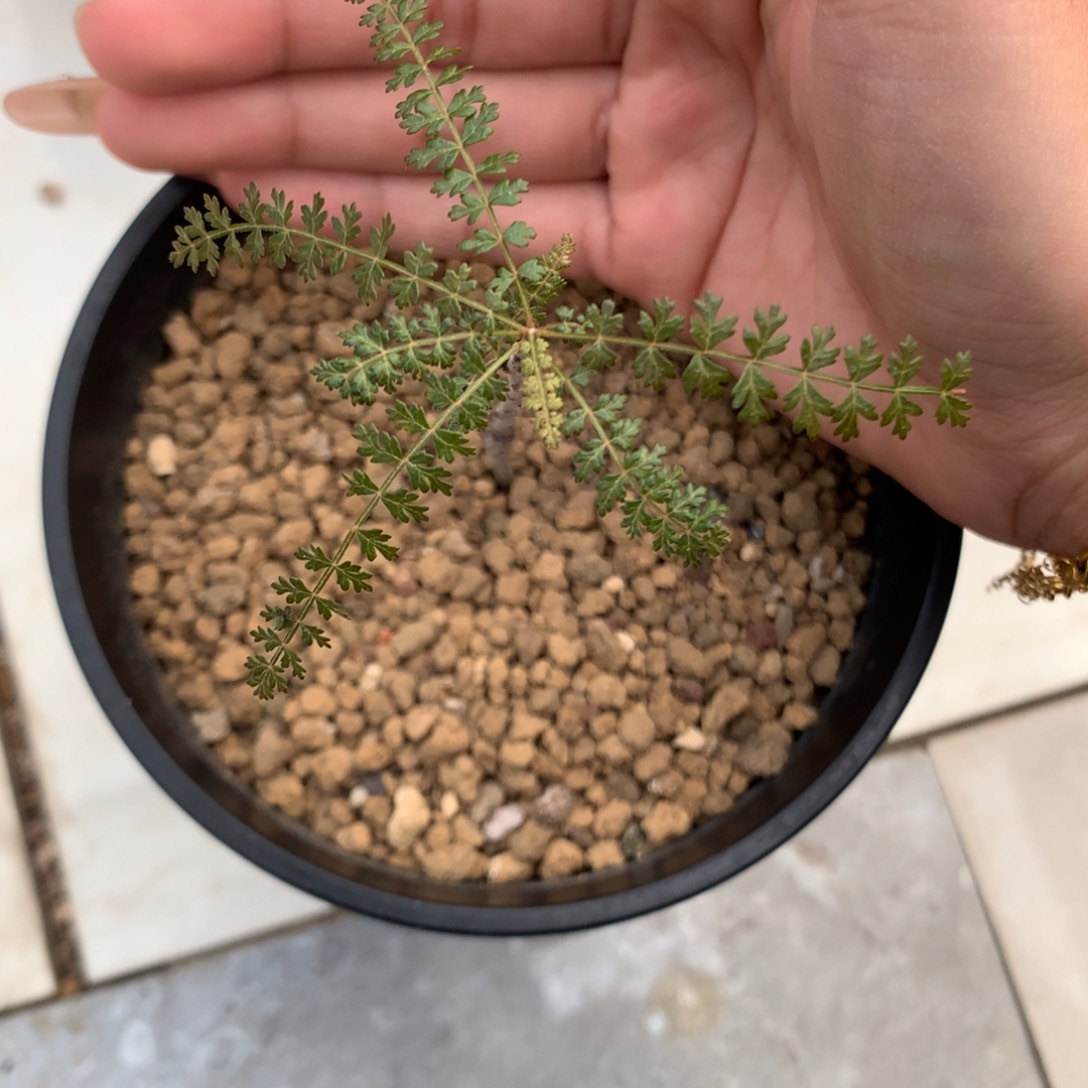 索科特拉乳香实生实生