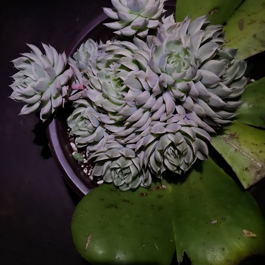 三*玛格丽特锦无砍群