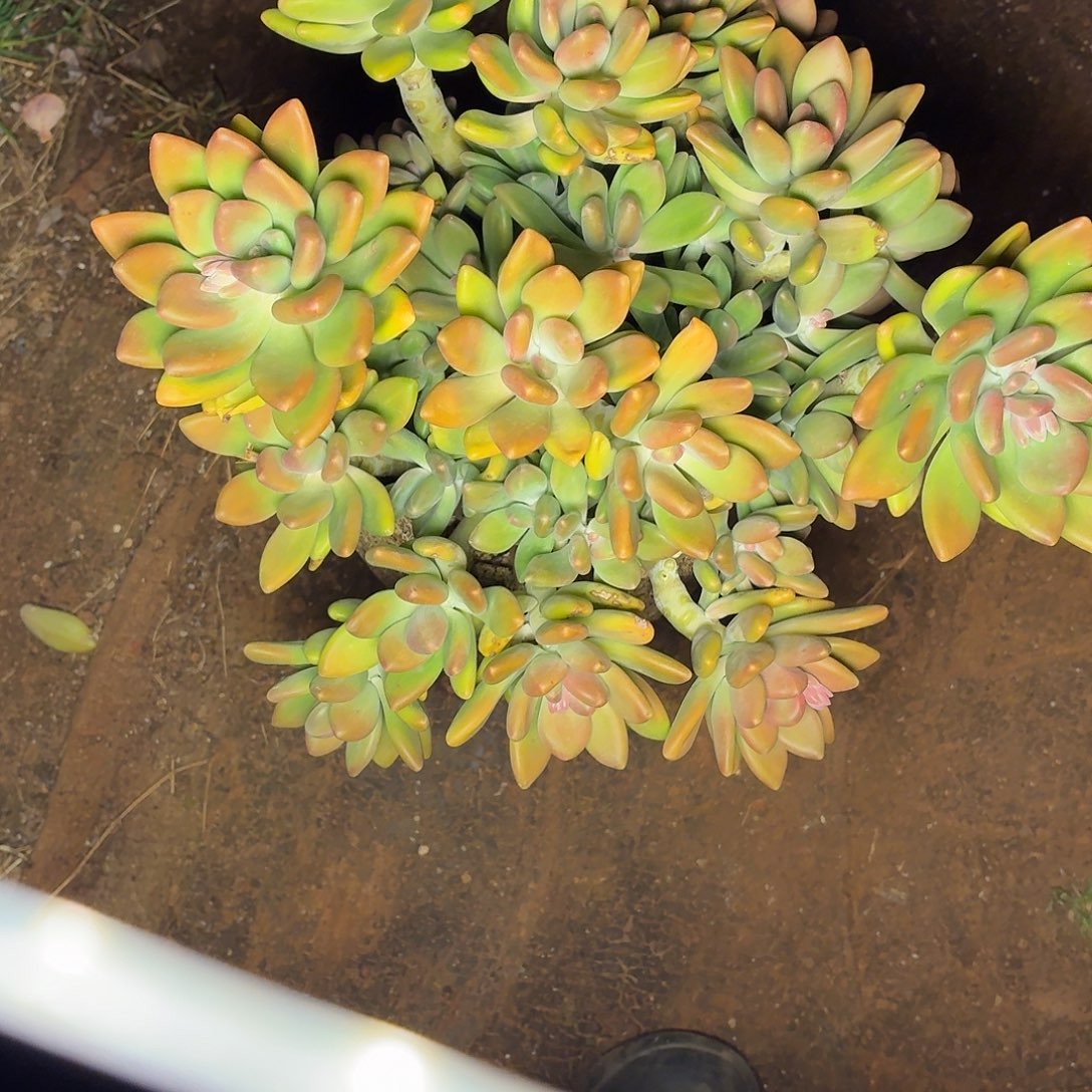 多肉植物KK美人大群