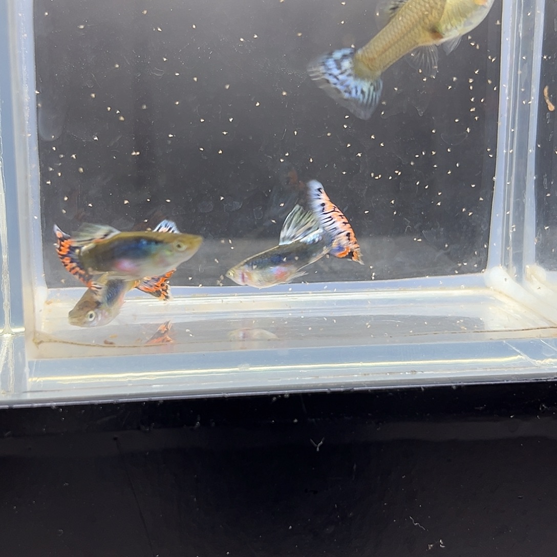 孔雀鱼圣塔红马赛克3对