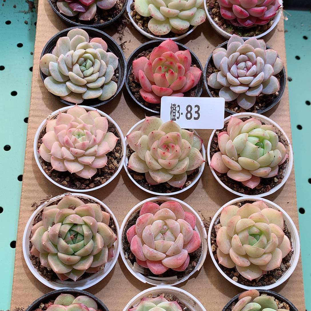 3-83一物一拍带盆18颗