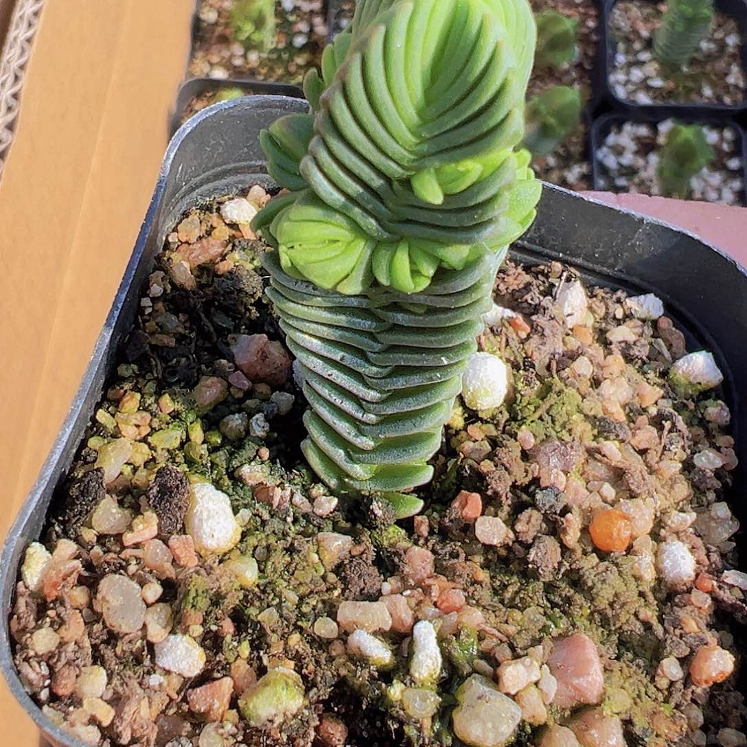 达魔塔19包邮多肉植物