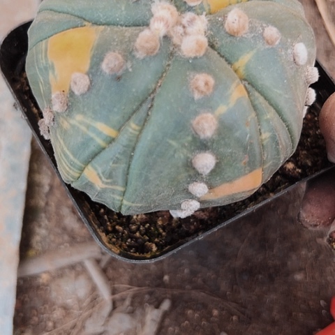 484木心根仙人球兜锦