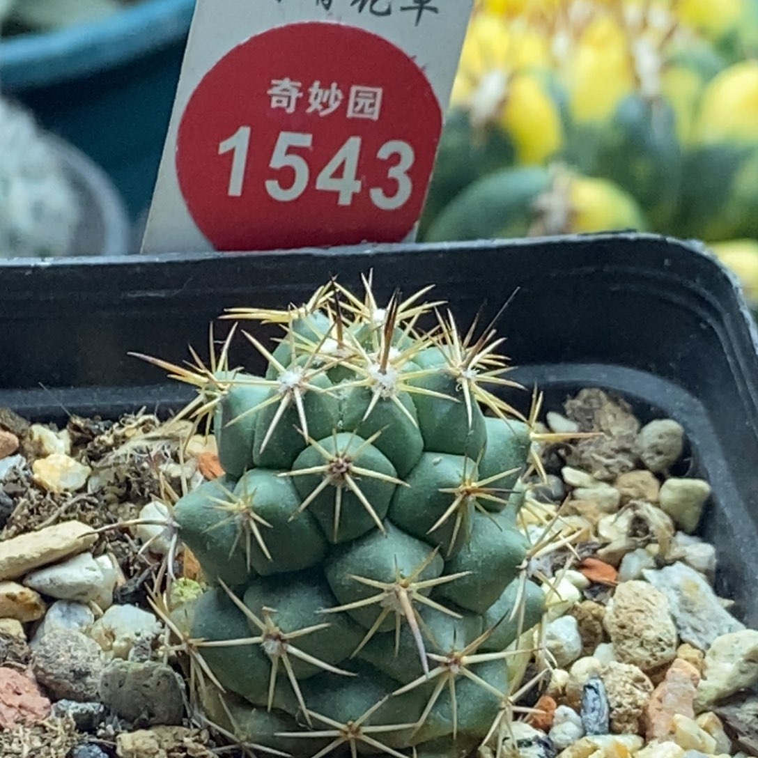 实生顶花枪骑士2.6cm