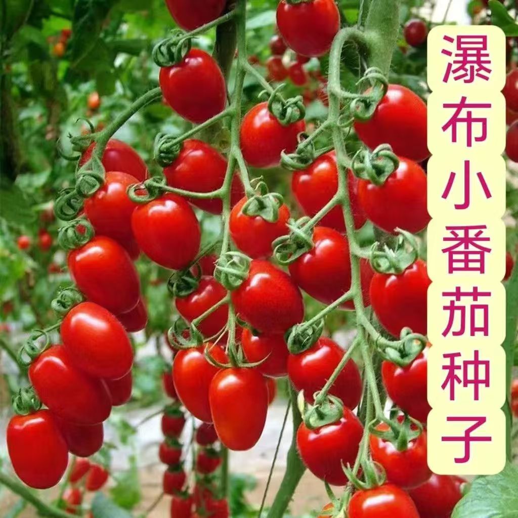 【全店凑6包包邮】【189】爆布番茄种子玉米一份耕耘一份收获蔬菜