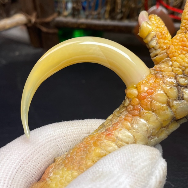 鑫源骨艺鸡爪骨手把件黄蹬弯钩单只