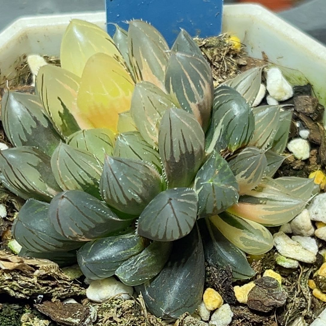 ?****?恭喜发财大吉大利870