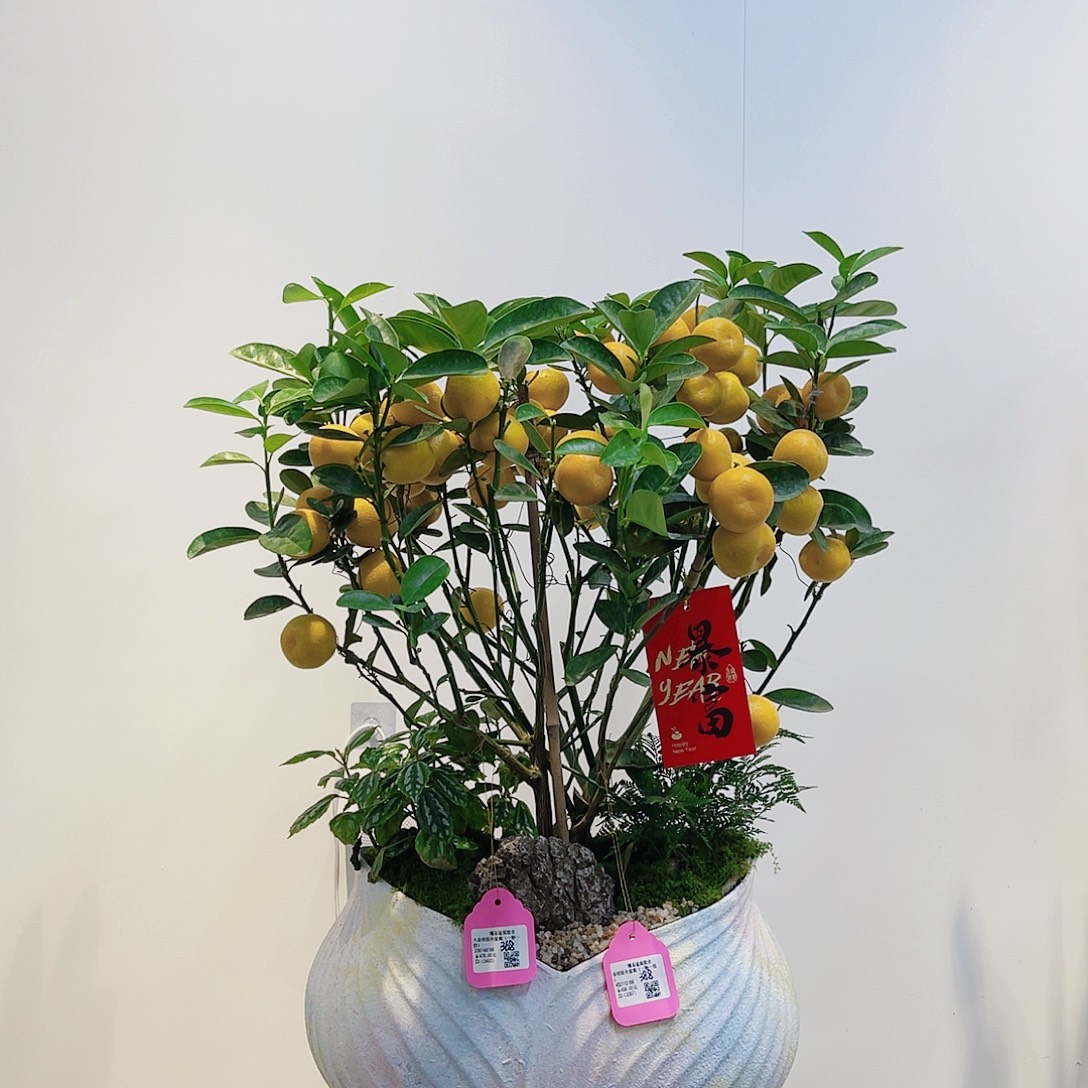 无花朵高端盆景一物一拍