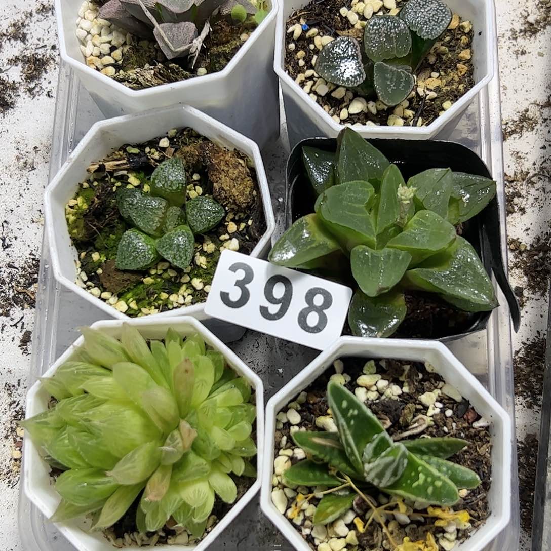 脱土带伤无根十二卷多肉植物