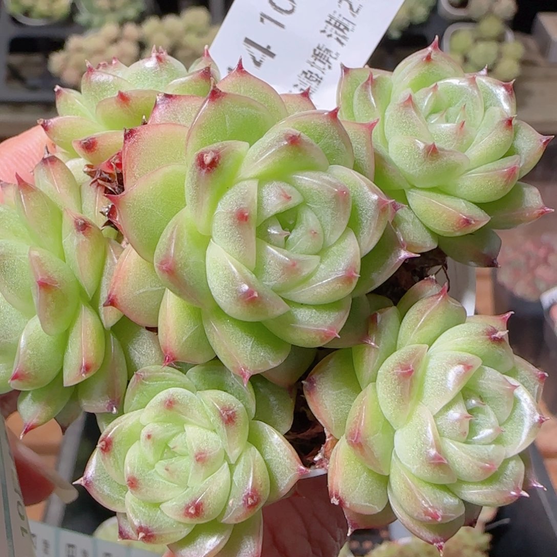 花语逸镜1022-314包子散