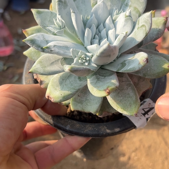 142号牡丹苹果叶多肉植物