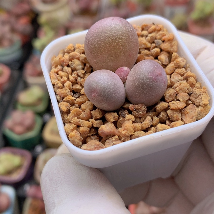 米可石化带一点丝线锦