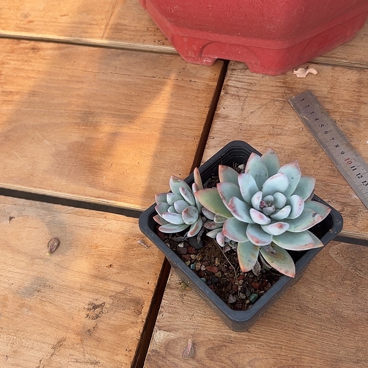 a***a多肉植物实物直播实物