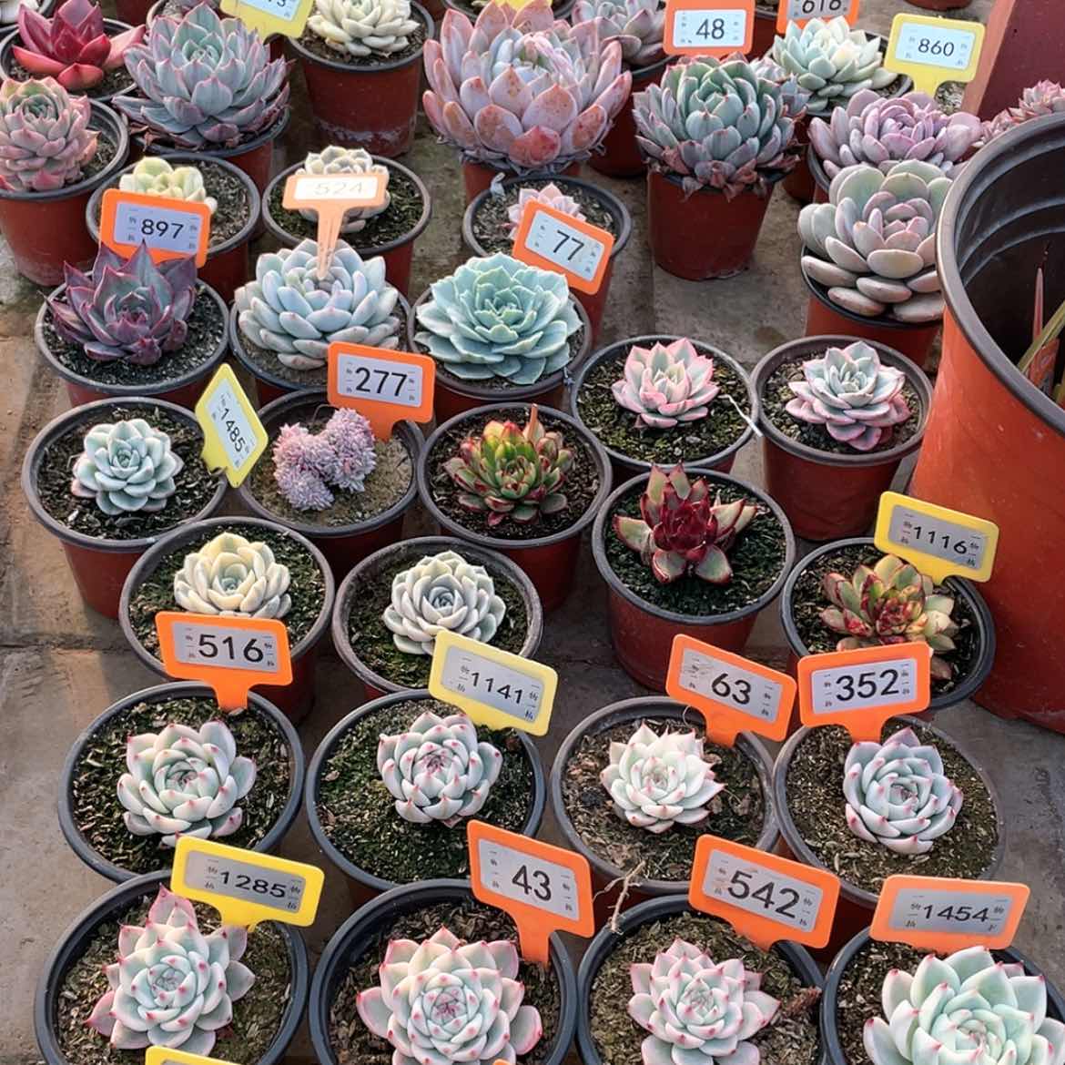 【闪购商品】542号