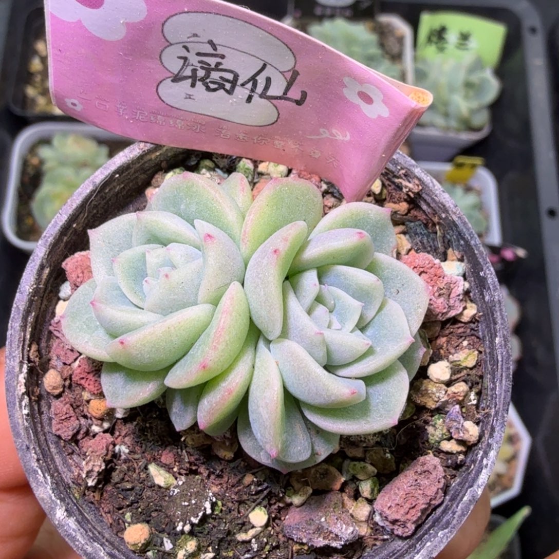 谪仙双头二十包邮开播福利