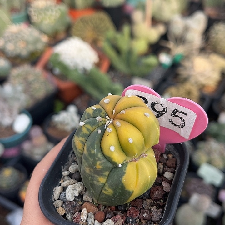 无花朵续保那几句话斤斤计较好爸爸巴巴爸爸吧