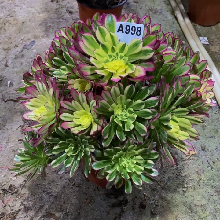 天河多肉植物998