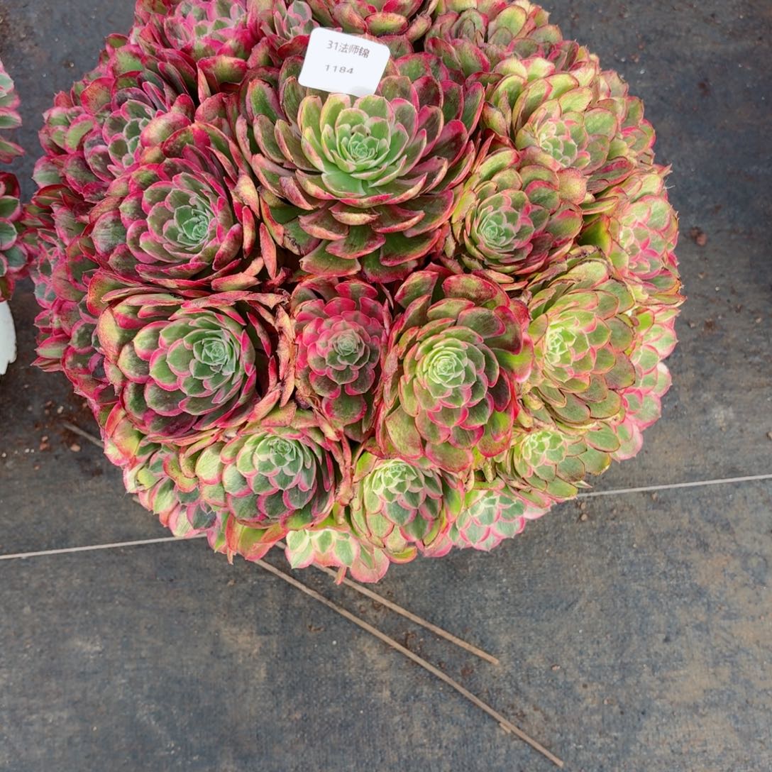 我***屎31法师锦多肉1184孔雀翎