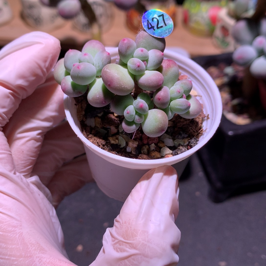 427 红宝石苹果奶酪