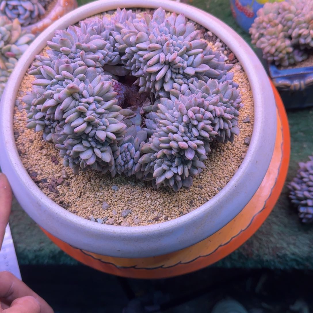 星影缀化无砍多肉20