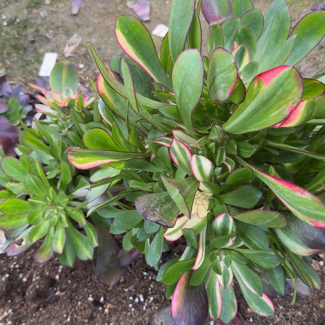 710花蝴蝶。多肉植物