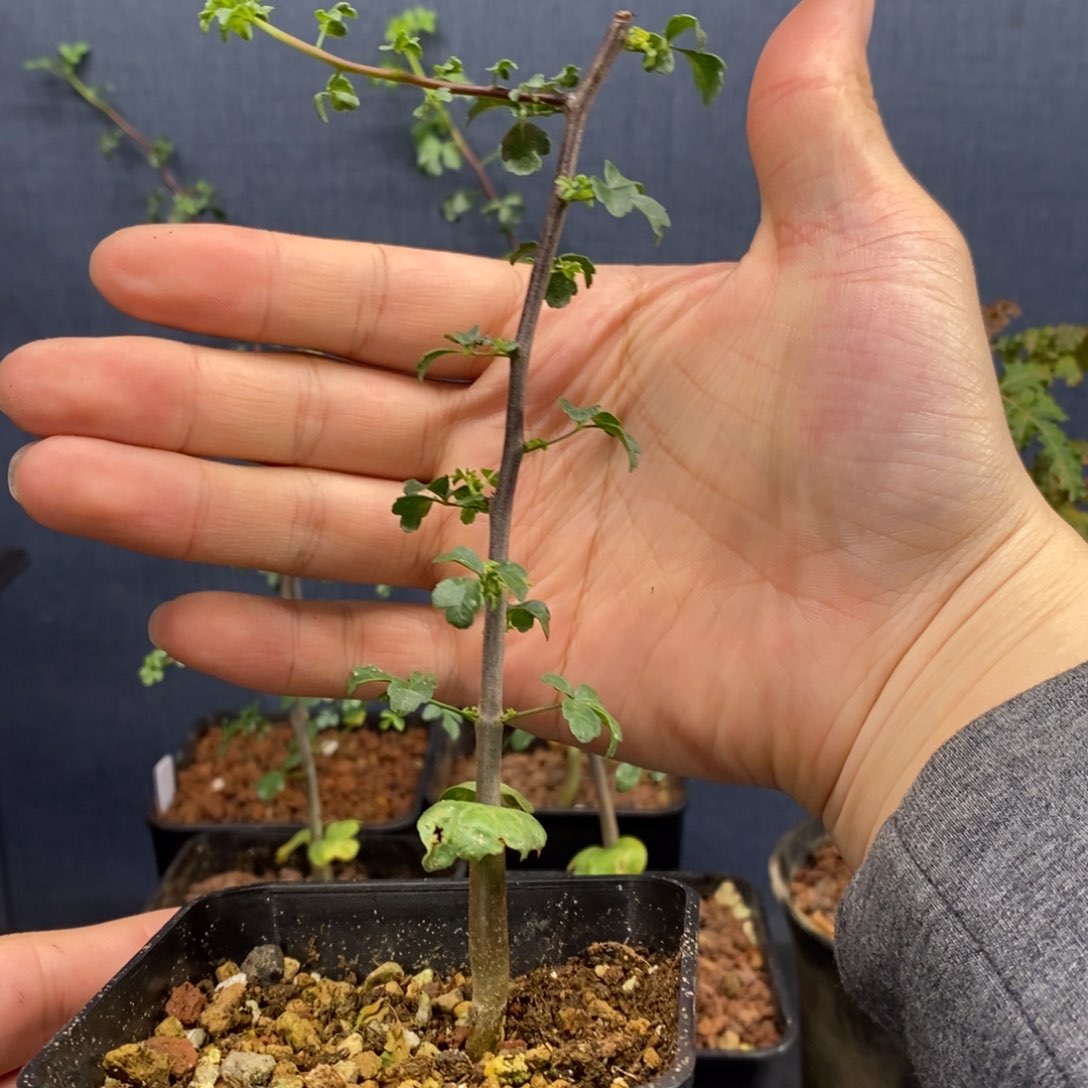 正白皮卡塔夫实生小苗