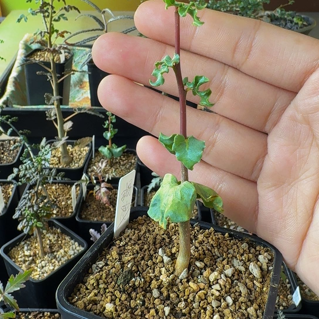 特价 实生霍戴没药顺丰空运包邮